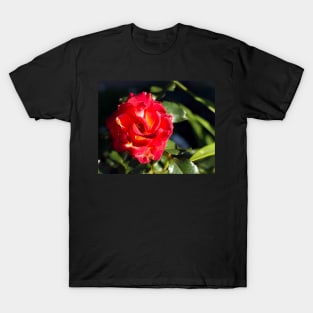 Glowing bright red rose T-Shirt